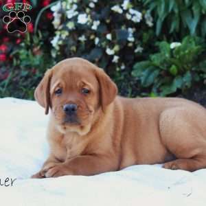 Boomer, Fox Red Labrador Retriever Puppy